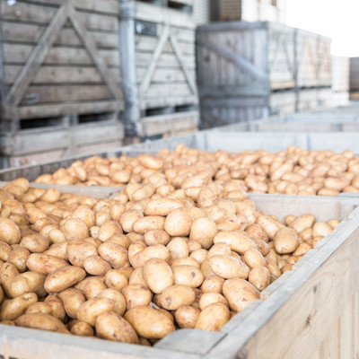 Kartoffeln in Paloxen