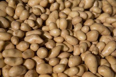 belles pommes de terre lavées en vrac