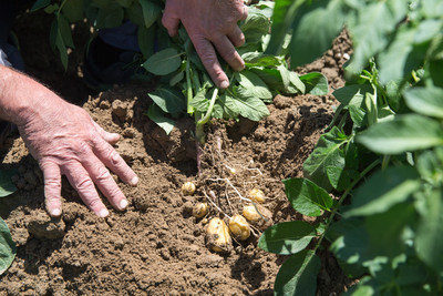 Pommes de terre en cours d'arrachage