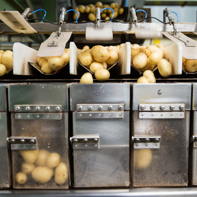 Calibrage des pommes de terre