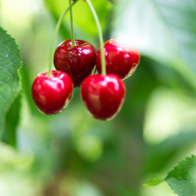 De belles cerises mûres suspendues à l'arbre