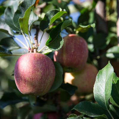 De belles pommes mûres suspendues à l'arbre